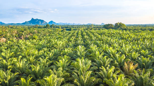 MK Agrotech, M11 Industries launch extensive oil palm plantation program in Odisha