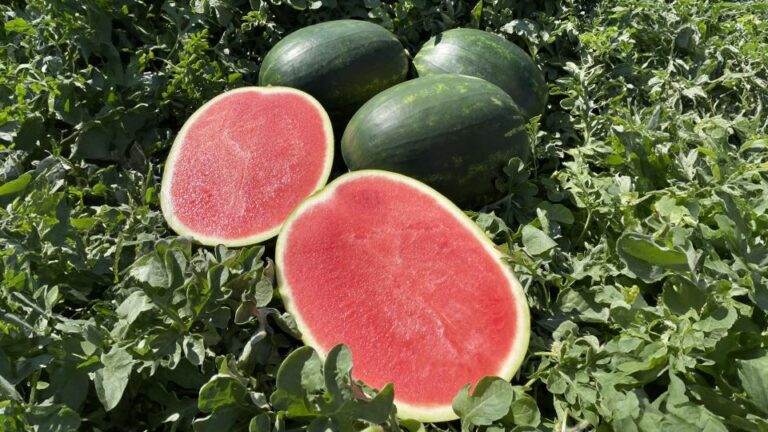 Summer Fruit Alert: Over 2,000 kg of adulterated watermelons seized in Tamil Nadu